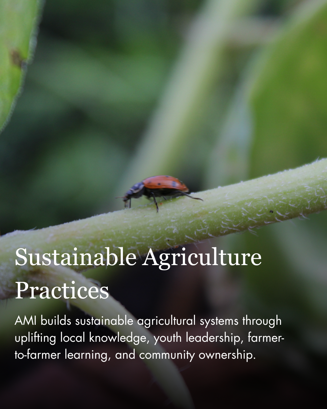 Sustainable Agriculture Practices
